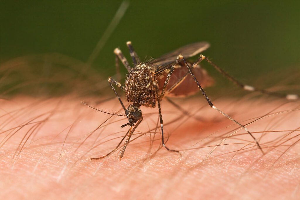 Close-up of Ochlerotatus notoscriptus taking a blood meal in Tasmania, Australia, 2009.