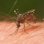 Close-up of Ochlerotatus notoscriptus taking a blood meal in Tasmania, Australia, 2009.