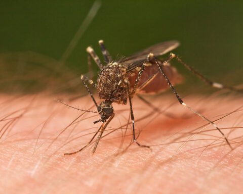 Close-up of Ochlerotatus notoscriptus taking a blood meal in Tasmania, Australia, 2009.