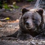 Adult grizzly bear Khutzeymateen at Calgary Zoo looking toward camera with weathered appearance showing signs of advanced age, sitting in natural habitat enclosure.