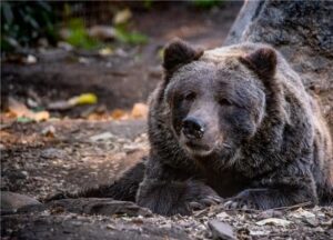 Adult grizzly bear Khutzeymateen at Calgary Zoo looking toward camera with weathered appearance showing signs of advanced age, sitting in natural habitat enclosure.