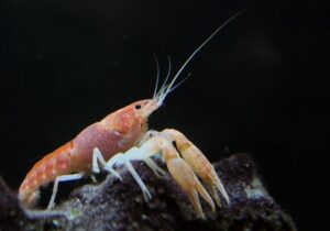 Miami cave crayfish perched on limestone in the Biscayne Aquifer