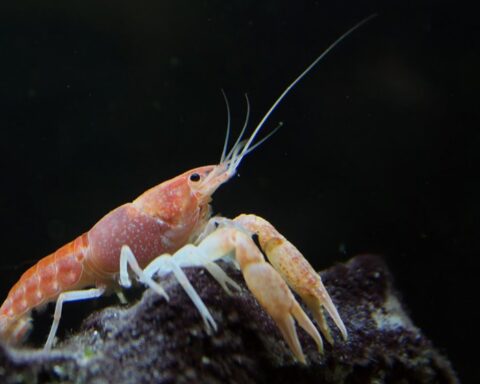Miami cave crayfish perched on limestone in the Biscayne Aquifer