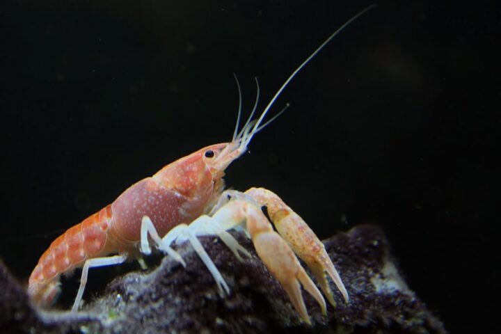 Miami cave crayfish perched on limestone in the Biscayne Aquifer