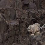 A snow leopard walks carefully on a rocky, mountainous terrain, blending in with the grey and brown rocks. The animal has thick, light-colored fur with dark rosettes and a long, bushy tail.