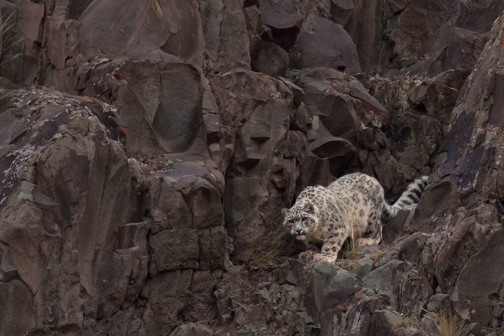 A snow leopard walks carefully on a rocky, mountainous terrain, blending in with the grey and brown rocks. The animal has thick, light-colored fur with dark rosettes and a long, bushy tail.