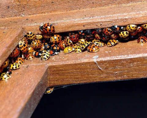 A tight cluster of multi-colored ladybirds, predominantly orange and black, huddling together on a light brown wooden surface.