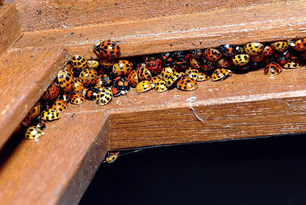 A tight cluster of multi-colored ladybirds, predominantly orange and black, huddling together on a light brown wooden surface.