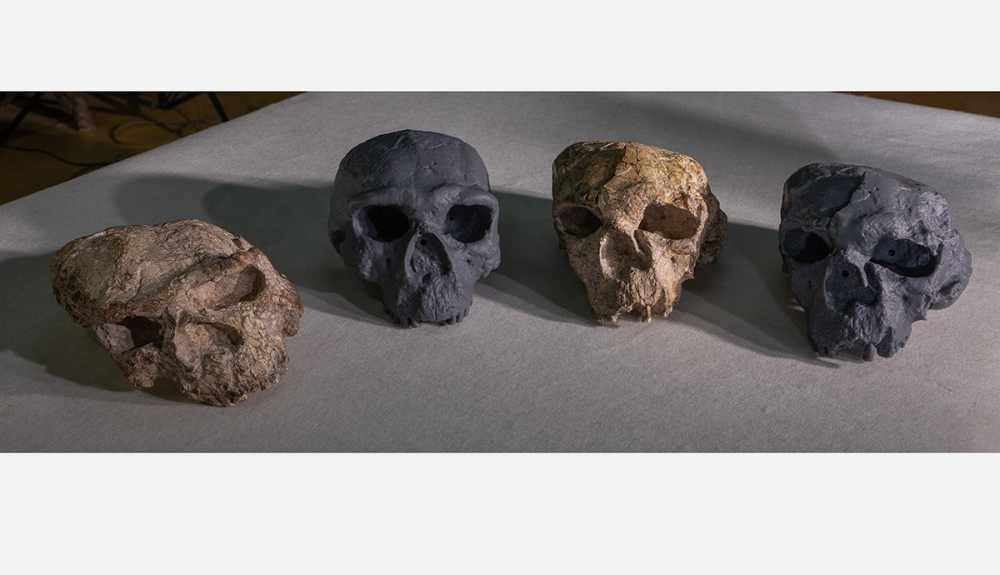 Digitally corrected and 3D‑printed replicas of Yunxian skulls beside the original fossils.