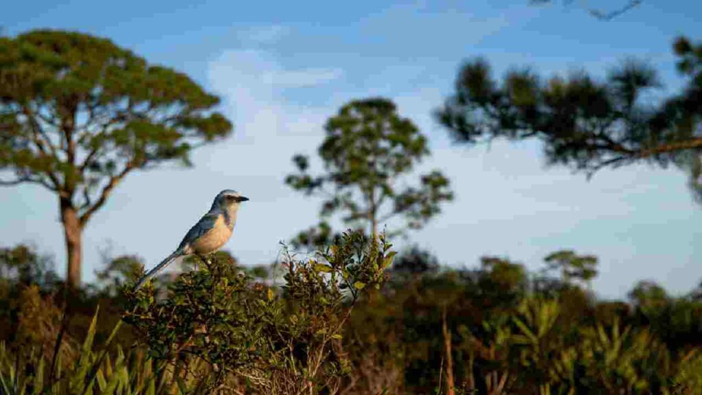 A Florida Scrub-Jay perched on vegetation in its native scrub habitat with pine trees in the background, showing the threatened ecosystem that ranks high on ABC's Habitats WatchList.