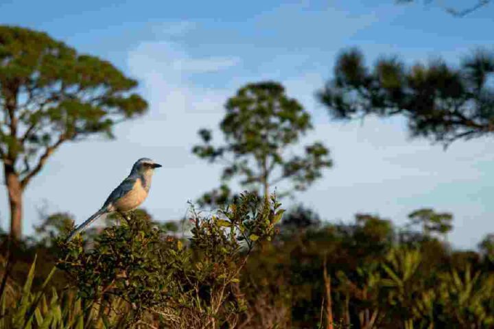 A Florida Scrub-Jay perched on vegetation in its native scrub habitat with pine trees in the background, showing the threatened ecosystem that ranks high on ABC's Habitats WatchList.
