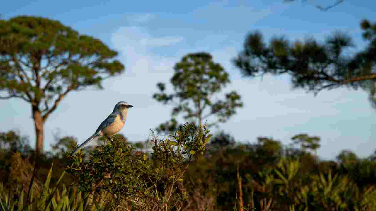 A Florida Scrub-Jay perched on vegetation in its native scrub habitat with pine trees in the background, showing the threatened ecosystem that ranks high on ABC's Habitats WatchList.