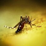 Close-up of an Aedes mosquito on a yellow surface, associated with chikungunya transmission.