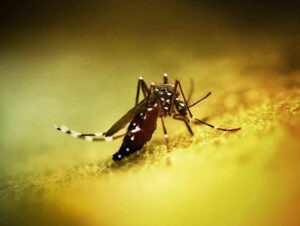 Close-up of an Aedes mosquito on a yellow surface, associated with chikungunya transmission.