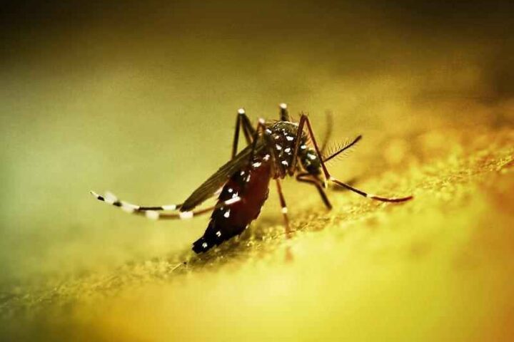 Close-up of an Aedes mosquito on a yellow surface, associated with chikungunya transmission.