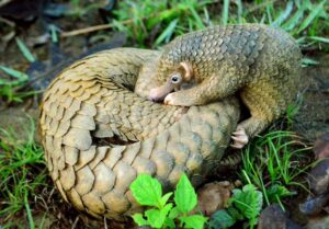Philippine pangolin pup nudging its curled-up mother in a Palawan forest