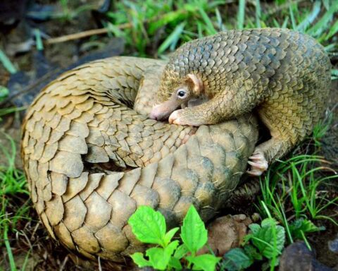 Philippine pangolin pup nudging its curled-up mother in a Palawan forest