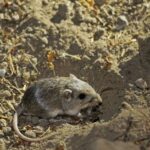 Pacific pocket mouse in coastal scrub habitat, referenced in California’s unanimous candidate listing vote under the California Endangered Species Act.