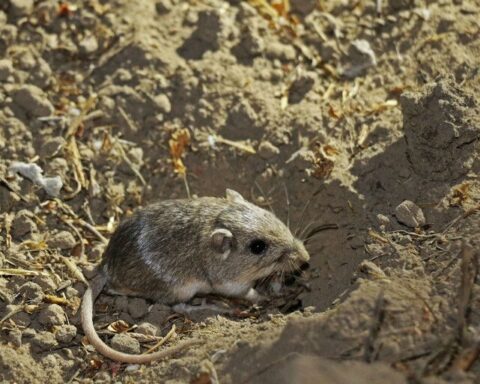 Pacific pocket mouse in coastal scrub habitat, referenced in California’s unanimous candidate listing vote under the California Endangered Species Act.