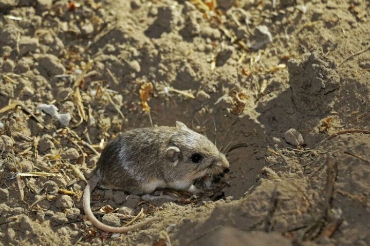 Pacific pocket mouse in coastal scrub habitat, referenced in California’s unanimous candidate listing vote under the California Endangered Species Act.