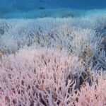 Bleached coral on Heron Island in the Great Barrier Reef during a marine heatwave, close-up of white staghorn corals with small reef fish