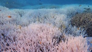 Bleached coral on Heron Island in the Great Barrier Reef during a marine heatwave, close-up of white staghorn corals with small reef fish