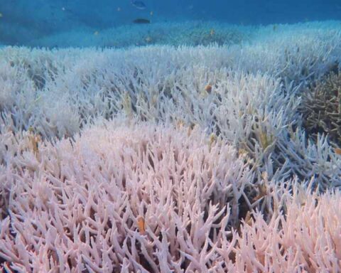 Bleached coral on Heron Island in the Great Barrier Reef during a marine heatwave, close-up of white staghorn corals with small reef fish
