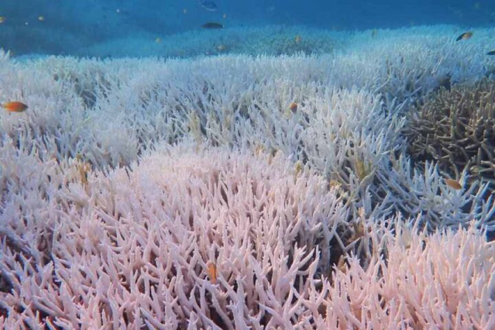 Bleached coral on Heron Island in the Great Barrier Reef during a marine heatwave, close-up of white staghorn corals with small reef fish