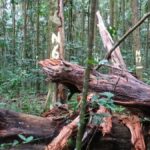 Tagged trees in a Queensland rainforest plot linked to study reporting a sink-to-source shift in above-ground carbon.