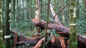 Tagged trees in a Queensland rainforest plot linked to study reporting a sink-to-source shift in above-ground carbon.