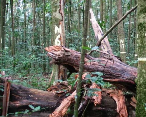 Tagged trees in a Queensland rainforest plot linked to study reporting a sink-to-source shift in above-ground carbon.