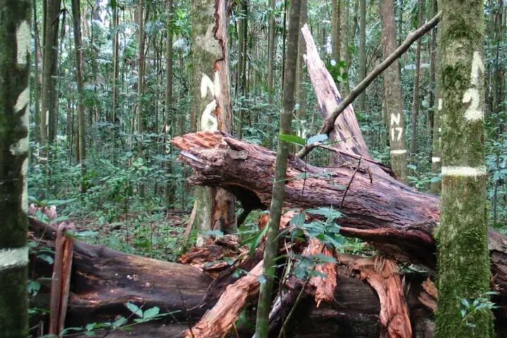Tagged trees in a Queensland rainforest plot linked to study reporting a sink-to-source shift in above-ground carbon.