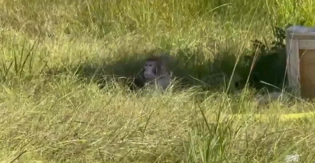 Rhesus macaque sitting in tall roadside grass next to a wooden animal transport crate after the Mississippi lab-monkey truck crash.