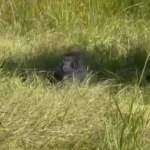 Rhesus macaque sitting in tall roadside grass next to a wooden animal transport crate after the Mississippi lab-monkey truck crash.