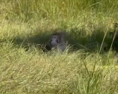 Rhesus macaque sitting in tall roadside grass next to a wooden animal transport crate after the Mississippi lab-monkey truck crash.