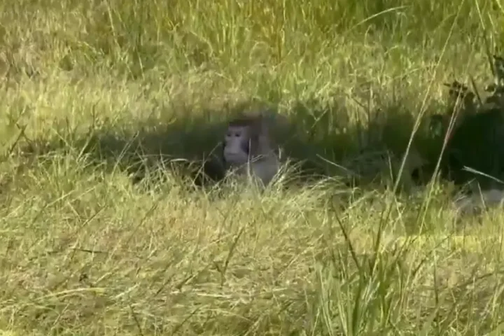 Rhesus macaque sitting in tall roadside grass next to a wooden animal transport crate after the Mississippi lab-monkey truck crash.