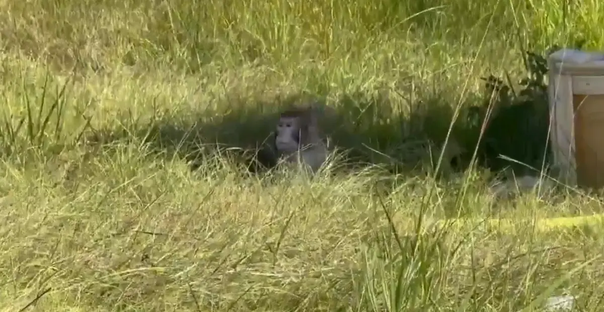 Rhesus macaque sitting in tall roadside grass next to a wooden animal transport crate after the Mississippi lab-monkey truck crash