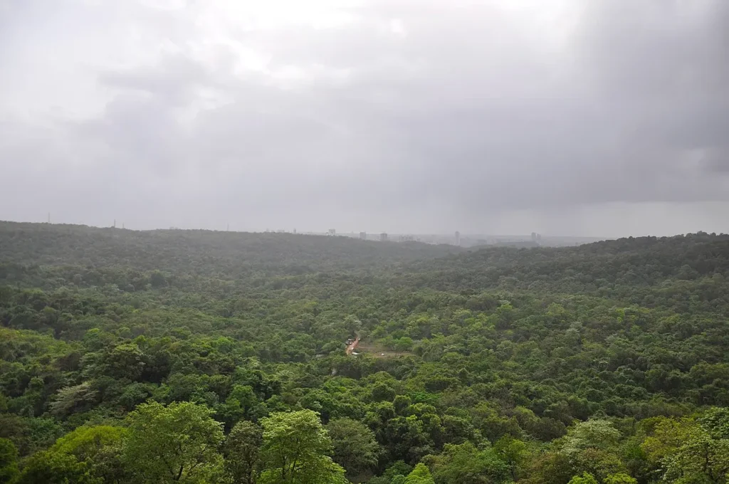 Aerial view of Sanjay Gandhi National Park from Kanheri Caves showing thick forest canopy bordered by urban development in Mumbai.