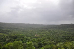 Aerial view of Sanjay Gandhi National Park from Kanheri Caves showing thick forest canopy bordered by urban development in Mumbai.