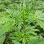 Close-up of green cannabis leaves on a bhang plant outdoors.