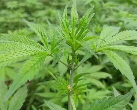 Close-up of green cannabis leaves on a bhang plant outdoors.