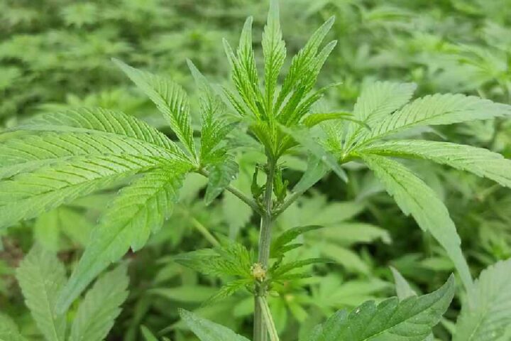 Close-up of green cannabis leaves on a bhang plant outdoors.
