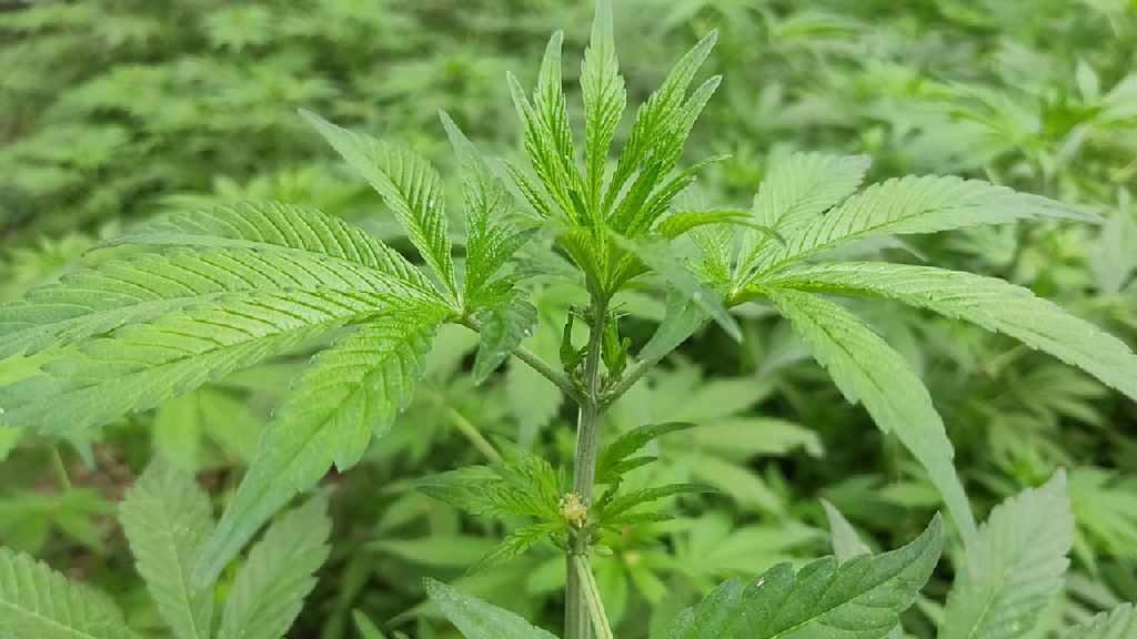 Close-up of green cannabis leaves on a bhang plant outdoors.