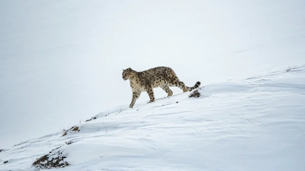 Snow leopard walking across a snowy Himalayan landscape, symbolizing the rare wildlife protected under India’s first Cold Desert Biosphere Reserve in Spiti Valley.