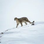 Snow leopard walking across a snowy Himalayan landscape, symbolizing the rare wildlife protected under India’s first Cold Desert Biosphere Reserve in Spiti Valley.