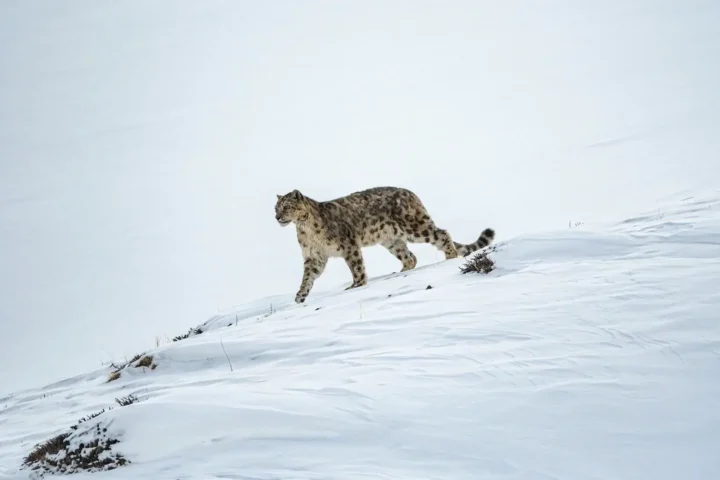 Snow leopard walking across a snowy Himalayan landscape, symbolizing the rare wildlife protected under India’s first Cold Desert Biosphere Reserve in Spiti Valley.