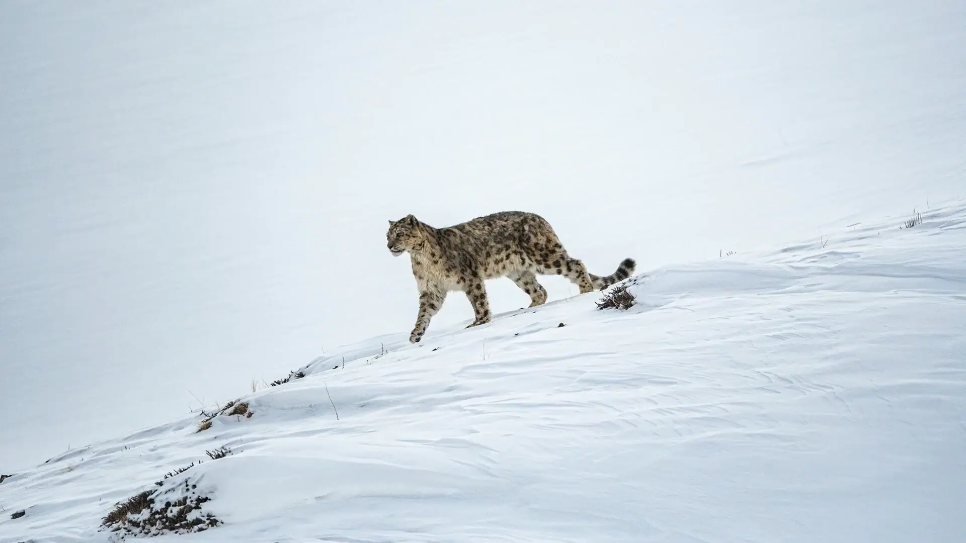 Snow leopard walking across a snowy Himalayan landscape, symbolizing the rare wildlife protected under India's first Cold Desert Biosphere Reserve in Spiti Valley