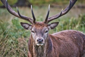 Close-up of a male fallow deer with antlers looking directly at camera against a blurred grassy background in Tasmania.