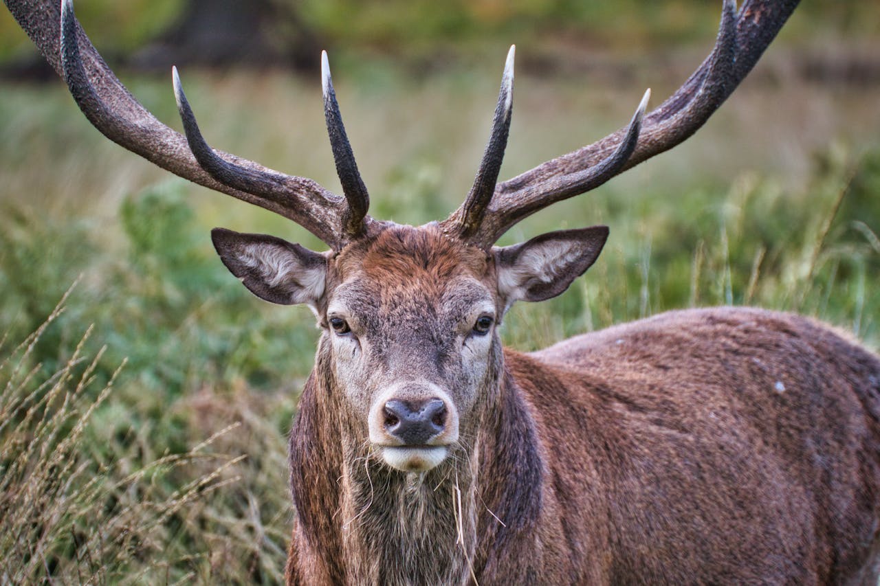 Close-up of a male fallow deer with antlers looking directly at camera against a blurred grassy background in Tasmania.