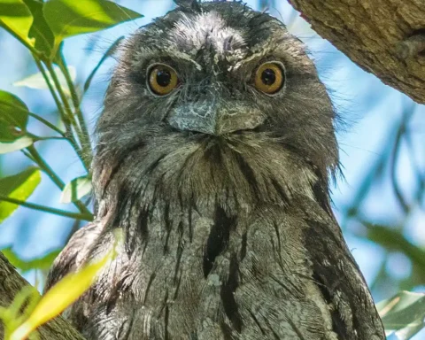 Tawny frogmouth (Podargus strigoides) perched on a branch, mottled grey-brown plumage, large yellow eyes facing the camera against a soft, leafy background.